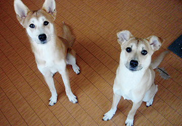 マザー,ルーフ,福岡,保護犬,公園,ミックス犬,問題行動,高齢犬,小型犬