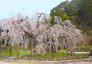 一本桜,福岡,桜,花見,スポット,イベント,桜祭り