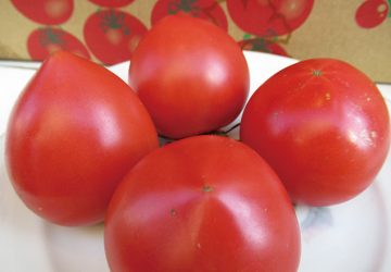 塩トマト,ミニトマト,トースト,バンビ,福岡,薬院,六ツ角