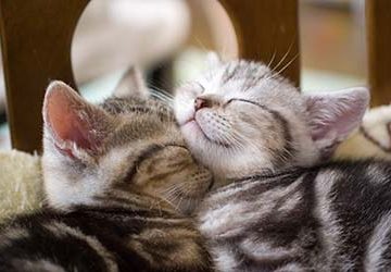 ねこ,展覧会,イムズ,沖 昌之,久方広之,石原さくら,ケニア・ドイ