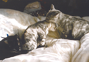 マザー,ルーフ,福岡,保護猫,里親,募集,保護