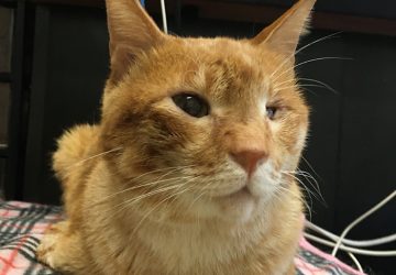 マザー,ルーフ,福岡,交通,事故,腸炎,保護猫,茶トラ,点滴,大暴れ,愛情