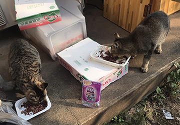 マザー,ルーフ,福岡,外猫,贅沢,美味しい,ご飯,フード,保護猫,猫