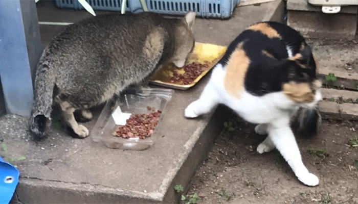 マザー,ルーフ,福岡,地域猫,ご飯,ボス猫,外猫,保護猫,仲良し