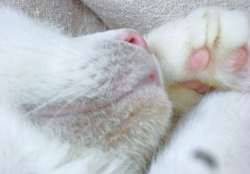 コラム,毛穴,シャンプー,皮脂,汚れ,犬,猫