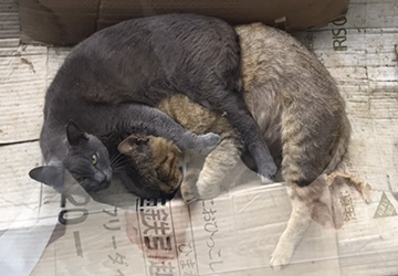 マザー,ルーフ,福岡,地域猫,ご飯,ボス猫,外猫,保護猫,仲良し