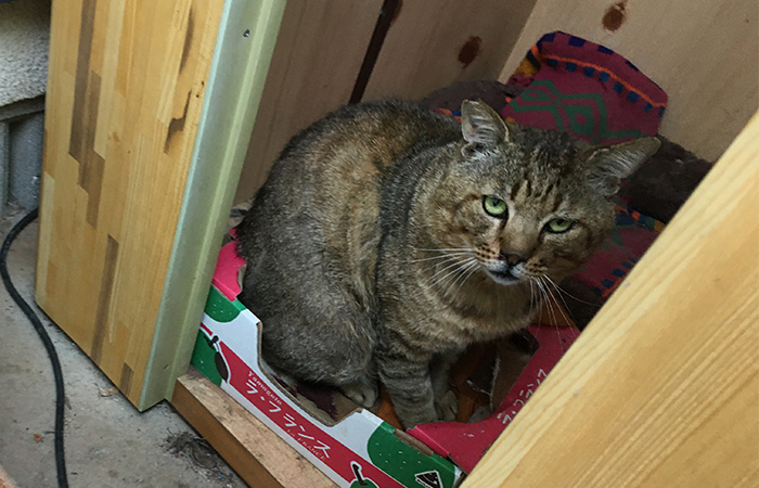 マザー,ルーフ,福岡,地域猫,ご飯,ボス猫,外猫,保護猫,仲良し