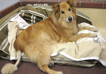 コラム,マザー,ルーフ,福岡,高齢犬,介護,老犬,排泄