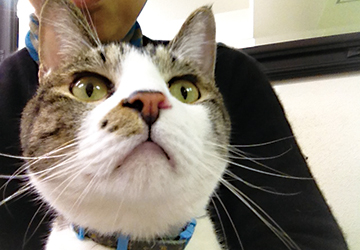 コラム,行方,不明,迷子,名札,連絡先,届出,貼り紙,チラシ,配り