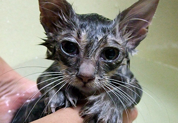 コラム,保護猫,保護犬,マザー,ルーフ,シャンプー,抜け毛,気持ちいい