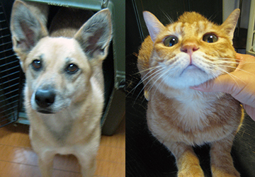 コラム,マザー,ルーフ,福岡,保護犬,保護猫,甲状腺,病気