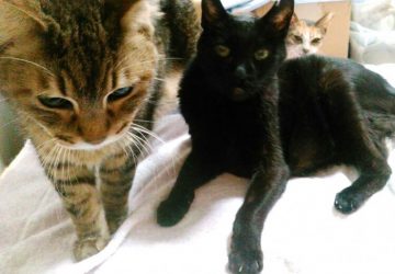 猫,多頭飼い,かわいい猫,仲良し