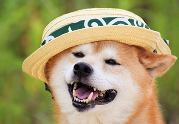 コラム ,マザー,ルーフ,熱中症,保護犬,暑さ,対策,体感,温度,福岡