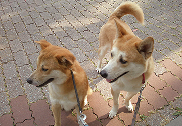 コラム ,マザー,ルーフ,楽しい,幸せ,保護犬,保護猫,福岡,犬友