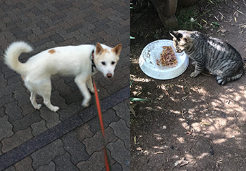 マザー,ルーフ,福岡,梅雨,病気,保護犬,高齢犬,保護猫,外猫