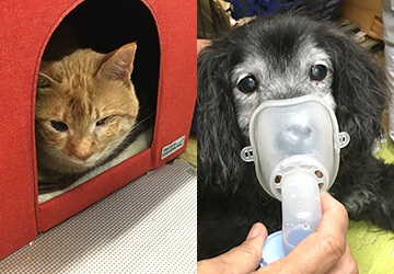 マザー,ルーフ,福岡,保護犬,保護猫,吸入器,吸入