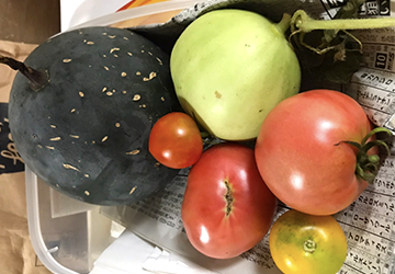 コラム,家庭菜園,スイカ,トマト,メロン,収穫,嬉しい,趣味,ライフスタイル,ガーデニング