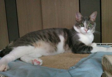 福,保護猫,のんびり寝る,ハンサム猫,人が好き,肉球,