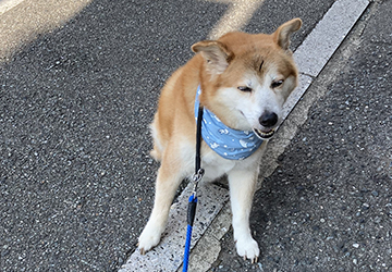 マザー,ルーフ,福岡,猛暑,暑い,保護犬,保護猫,動物