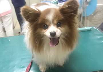 マザー,ルーフ,福岡,保護犬,パピヨン,蛋白漏出性腸症,大腸炎,療法食,消化器,サポート