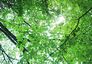 ヘルスケア,デトックス,解毒,自律神経,免疫力,肝臓,腸,呼吸法,ツボ,セロトニン,半身浴,アロマ