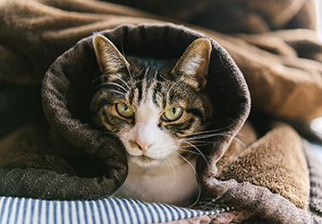 マザー,ルーフ,福岡,保護猫,保護犬,寒暖差,寒さ,呼吸器系,尿石症