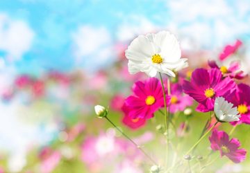 スミコミ,マイブーム,ミキサー,ジュース,ターバン,スタイル,ウォーキング,クエン酸,お酢,レモン