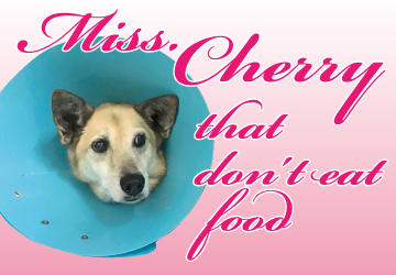 マザー,ルーフ,福岡,保護犬,保護猫,ご飯,手術,エリザベス,カラー