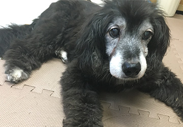 マザー,ルーフ,福岡,保護犬,保護猫,ご寄付,動物保護施設,シニア犬,病気,拒食