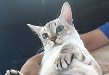 マザー,ルーフ,福岡,保護猫,抜糸,里親,保護犬