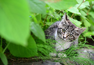 コラム,マザー,ルーフ,福岡,外猫,ノミ取り,駆除薬,虫下し,鼻炎,目やに,保護猫