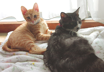 コラム ,マザー,ルーフ,楽しい,幸せ,老犬介護,福岡,犬友,さよならチワオ