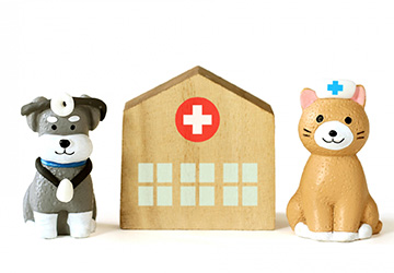 マザー,ルーフ,福岡,保護犬,保護犬,募金,ご寄付,高額,医療費,必要,お願い