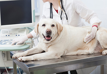 マザー,ルーフ,福岡,高齢犬,病気,薬,エコー,検査,腎臓病,持病,カリウム,カボチャ