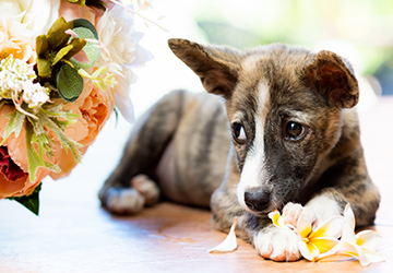 コラム,マザー,ルーフ,福岡,保護犬,保護猫,クセ,いたずら,習性