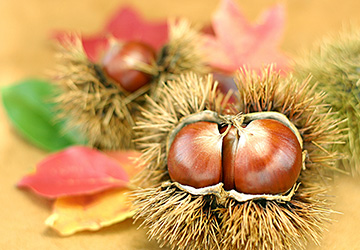 食材,旬,秋の味覚,健康,栄養,きのこ,栗,りんご,いちじく