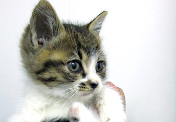 マザー,ルーフ,里親,子猫,赤ちゃん,保護,幸せ,かわいい,授乳,お世話,大変