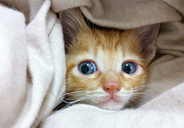 コラム,免疫力,セラピー,動物,幸せ,子猫,飼育,笑顔