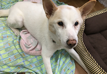 振戦,マザー,ルーフ,福岡,動物保護施設,保護犬,高齢,シニア,病気