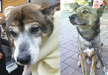 マザー,ルーフ,犬,猫,健康,チェック,福岡,脱水,乾燥,排便,排尿,関節炎