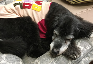 マザー,ルーフ,福岡,高齢犬,高齢猫,食事量,散歩,マナー