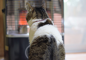 マザー,ルーフ,福岡,保護猫,外猫,寒さ,対策,寒波,雪,ダンボール,ぬくぬく