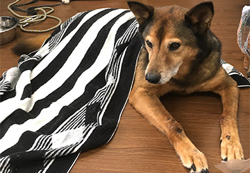 マザー,ルーフ,脾臓,腫瘍,血管,肉腫,癌,闘病,保護犬