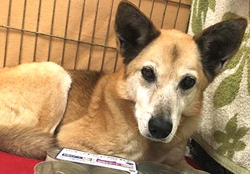 マザー,ルーフ,脾臓,腫瘍,メンタル,闘病,保護犬