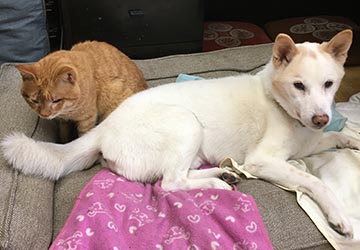 振戦,マザー,ルーフ,福岡,動物保護施設,保護犬,高齢,シニア,病気