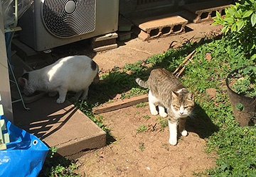 マザー,ルーフ,福岡,外猫,地域猫,三毛猫,保護猫,動物保護