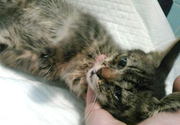 マザー,ルーフ,福岡,外猫,地域猫,子猫,保護猫,動物保護