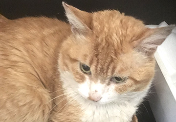 マザー,ルーフ,福岡,外猫,地域猫,肝臓,保護猫,動物保護