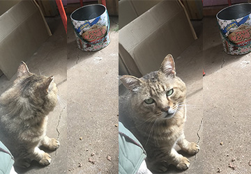 マザー,ルーフ,保護猫,地域猫,外猫,蚊取り,線香,フィラリア,ノミダニ,駆除,マイフリーガード