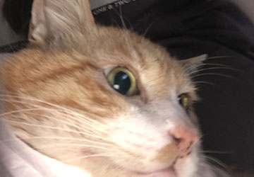 マザー,ルーフ,福岡,外猫,地域猫,肝臓,保護猫,動物保護